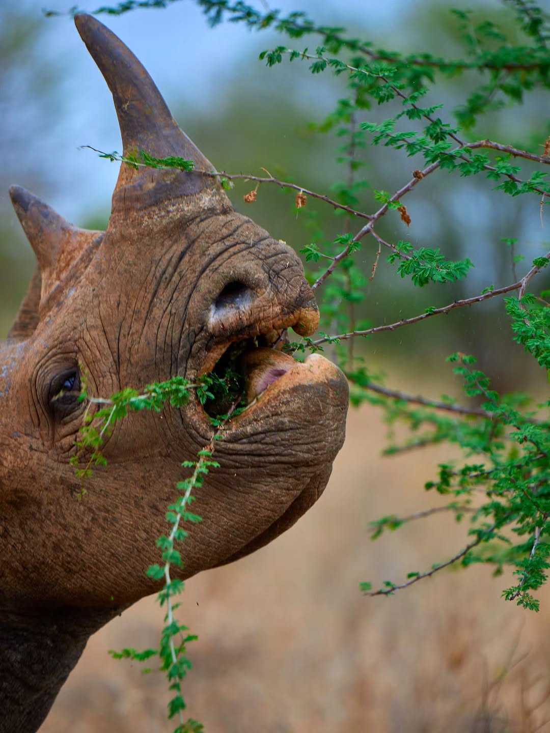 African Wild Dogs Mkomazi
